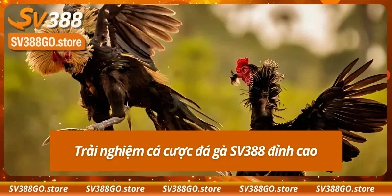 Tổng quan về hình thức đá gà SV388 nảy lửa