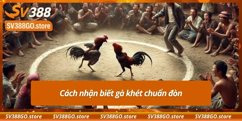 Đặc điểm để nhận biết chuẩn một gà khét chất lượng