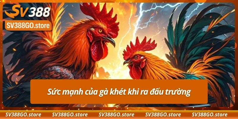 Lực chiến ấn tượng của giống gà khét khi ra trận