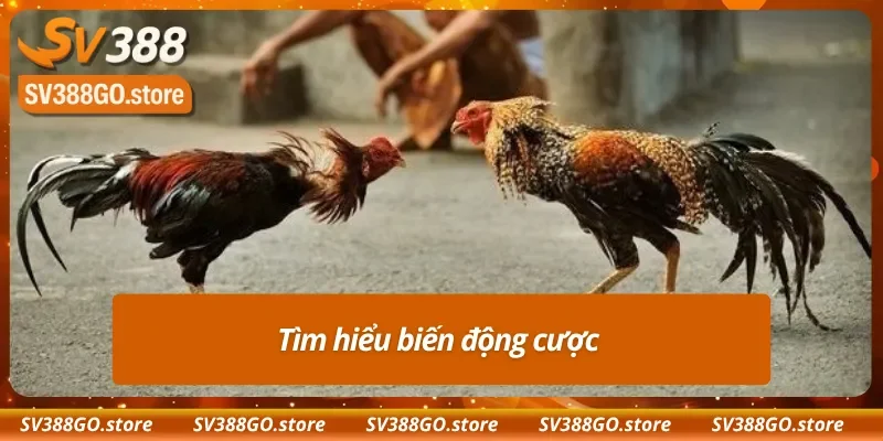 Biến động tỷ lệ kèo Meron ảnh hưởng lớn đến kết quả