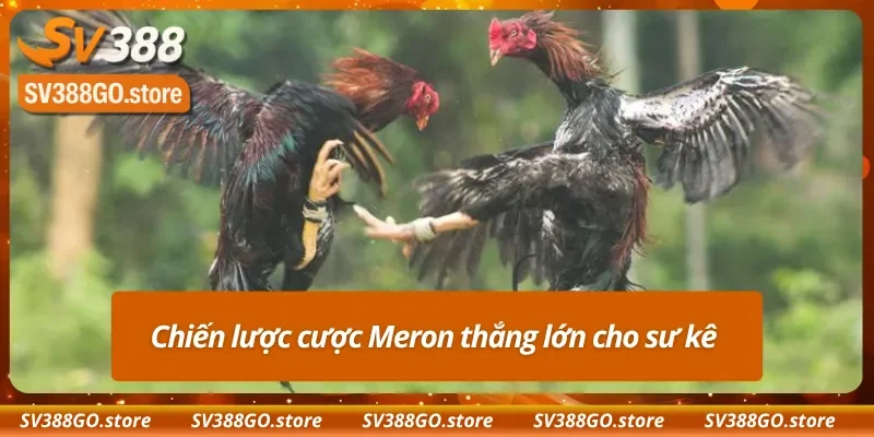 Bí quyết bắt kèo Meron chuẩn trong trận đá gà