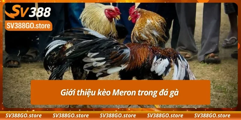 Vài nét về kèo Meron phổ biến
