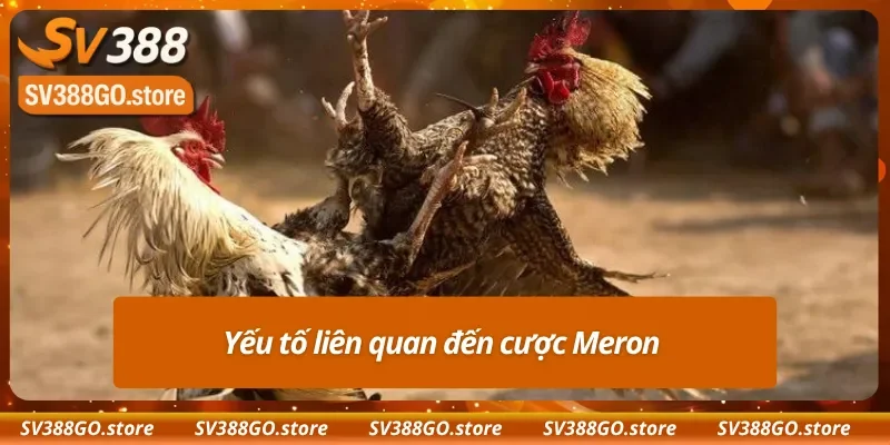 Một số yếu tố ảnh hưởng đến kèo Meron