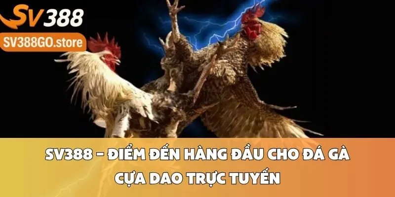 SV388 – Điểm Đến Hàng Đầu Cho Đá Gà Cựa Dao Trực Tuyến